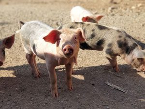 Süsse kleine Ferkel auf der Finca in Mallorca